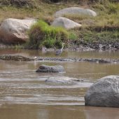  The Serengeti, TZ